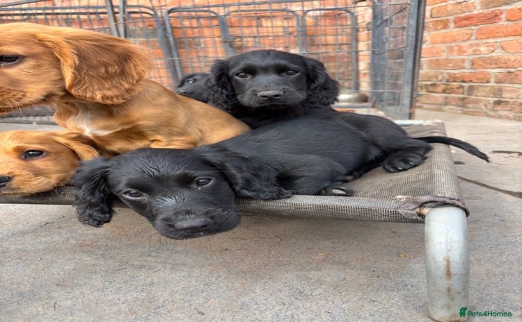 Cocker Spaniel dogs - Advert 4