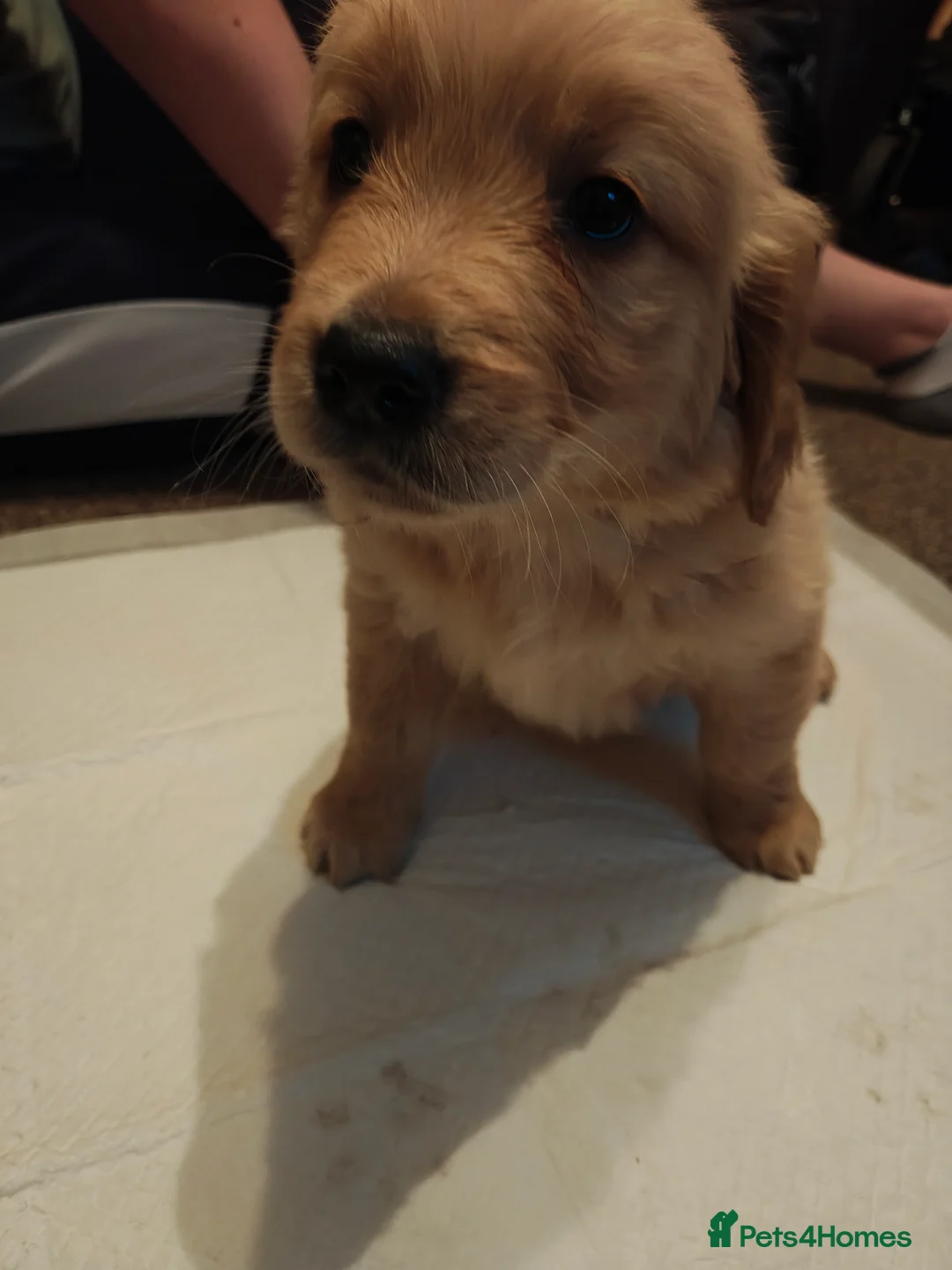 Golden Retriever dogs for sale: Only 5 gorgeous golden retriever puppies left - Advert 17