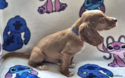 Cocker Spaniel dogs for sale: Working type cocker spaniels - last puppy! - Image 6