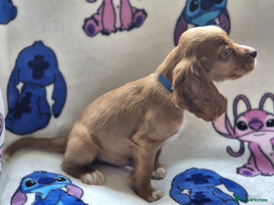 Cocker Spaniel dogs for sale: Working type cocker spaniels - last puppy! - Image 6