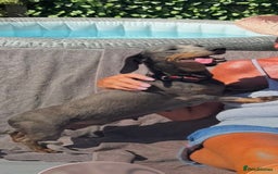 Chiweenie dogs for sale: Monty is looking for his new home - Advert 2