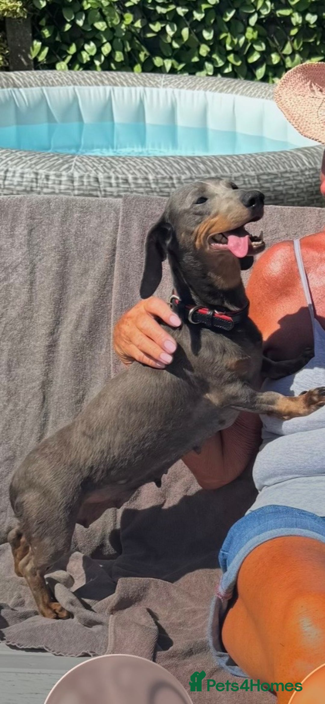 Chiweenie dogs for sale: Monty is looking for his new home - Advert 2