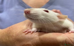 Rat rodents for sale: Very friendly baby rats, including dumbo Siamese  - Image 4