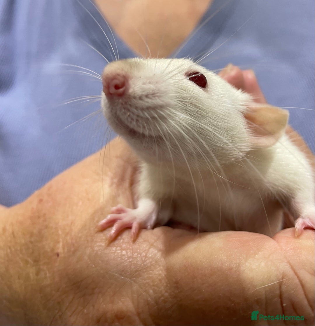 Rat rodents for sale: Very friendly baby rats, including dumbo Siamese  - Image 4