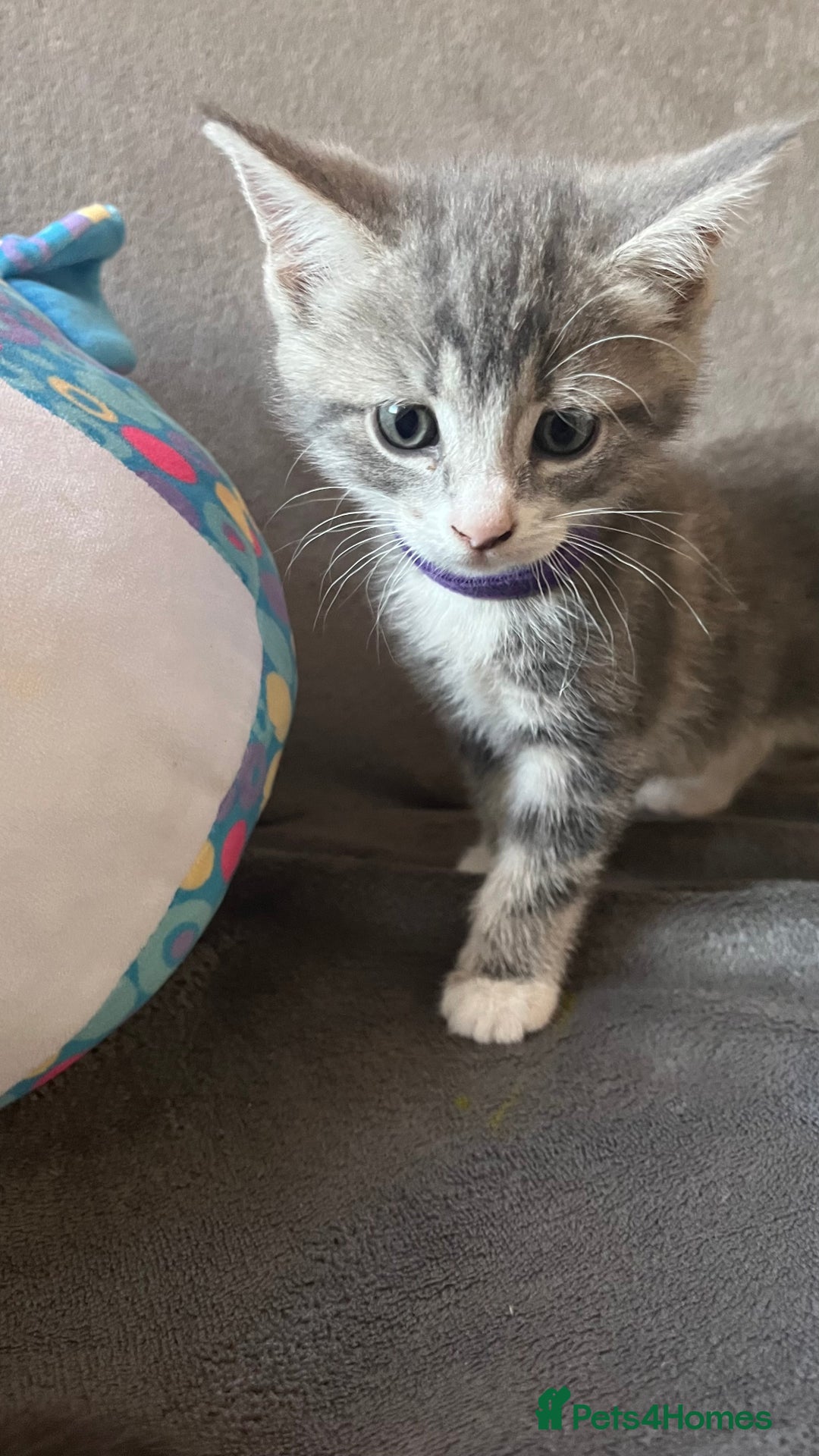 Mixed Breed cats for sale: Kittens - Image 5