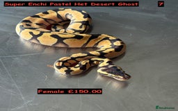 Python Snake reptiles for sale: Baby Ball Python's - Advert 7