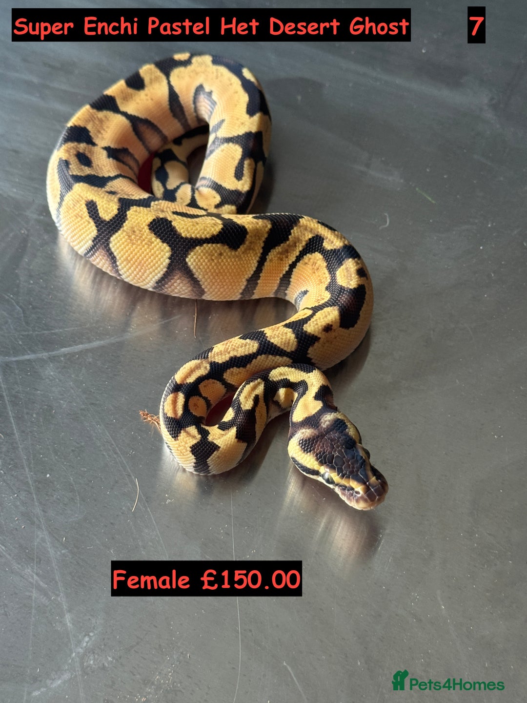 Python Snake reptiles for sale: Baby Ball Python's - Advert 7