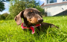 Miniature Dachshund dogs for sale: BEAUTIFUL KC REG & PRA CLEAR MINIS - 0% inbreeding - Image 18