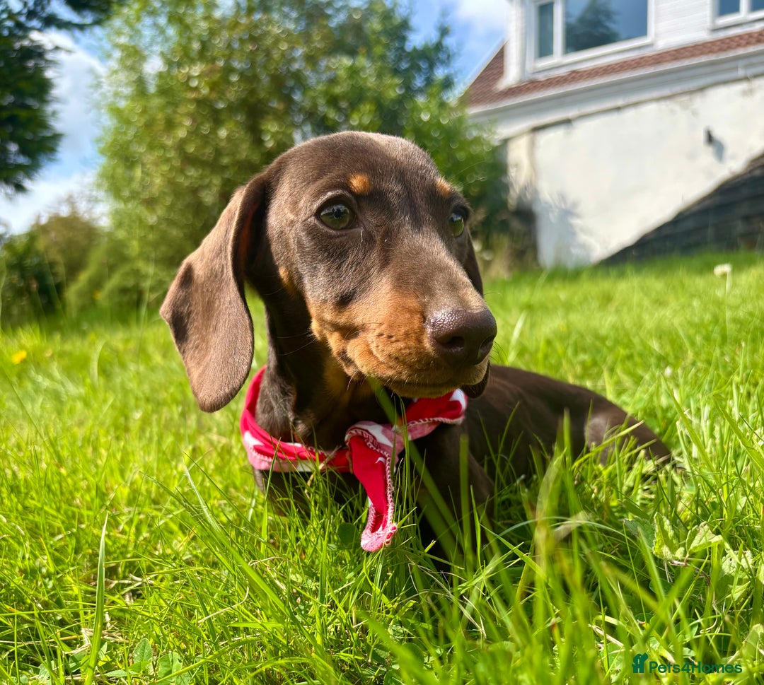 Miniature Dachshund dogs for sale: BEAUTIFUL KC REG & PRA CLEAR MINIS - 0% inbreeding - Image 18