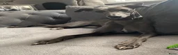 Whippet dogs for sale: KC Registered Blue Whippet Puppies  in Poole - Advert 12
