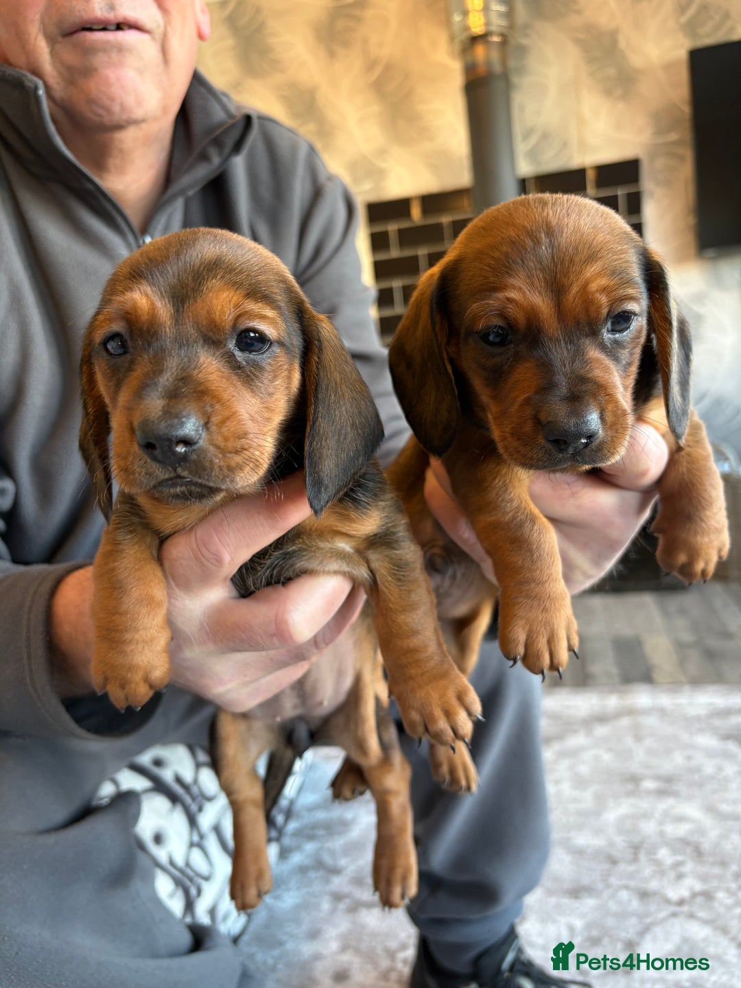 Dachshund dogs for sale: Dachshund puppy’s for sale  - Advert 3