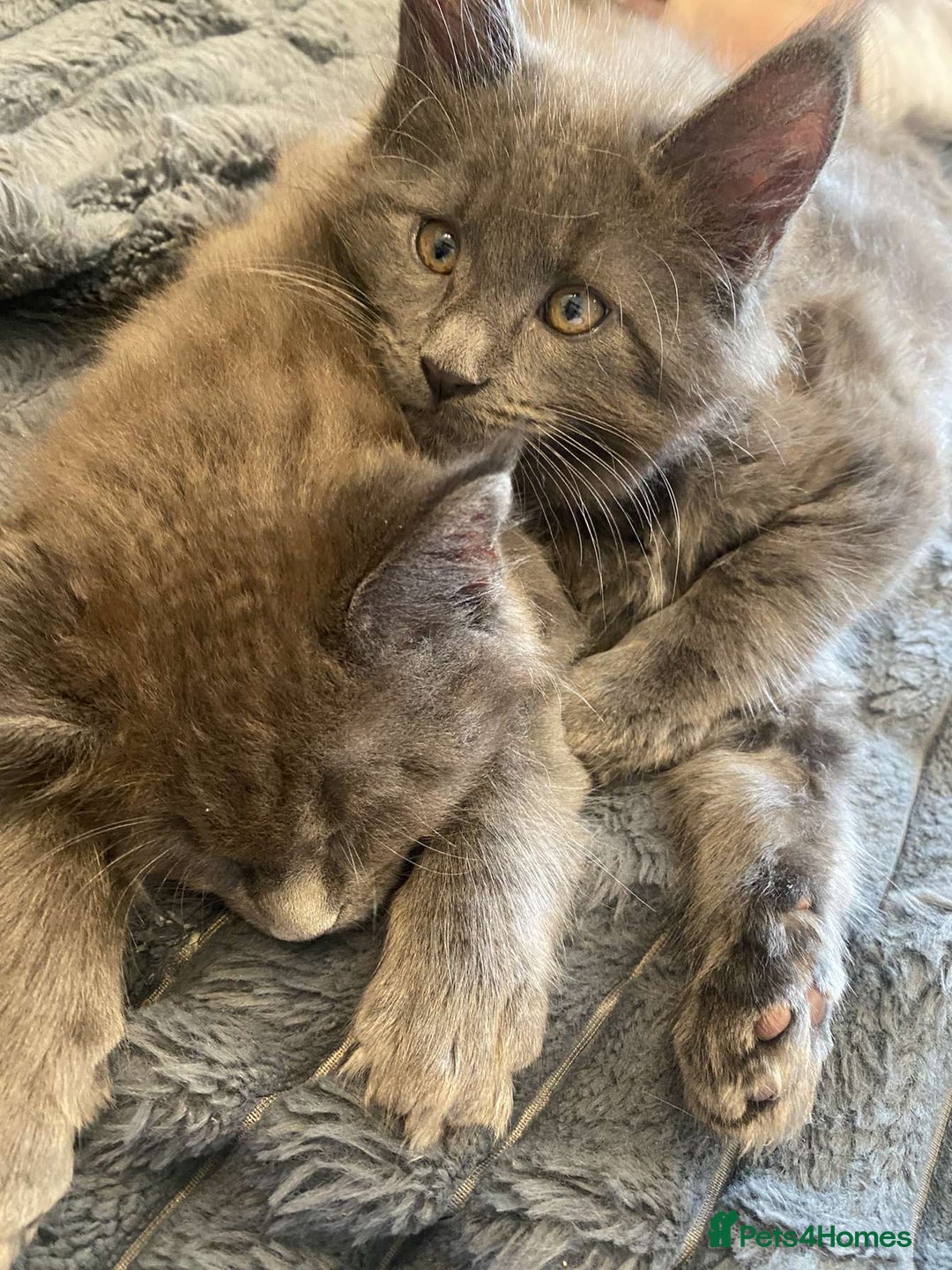 Maine Coon cats for sale: Maine Coon kittens for sale  - Image 8