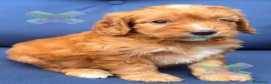 Puppy female 