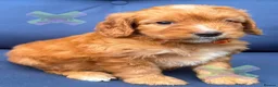 Cockapoo dogs for sale: F1 Apricots and fox reds mini cockapoos 30 dna clr - Advert 13