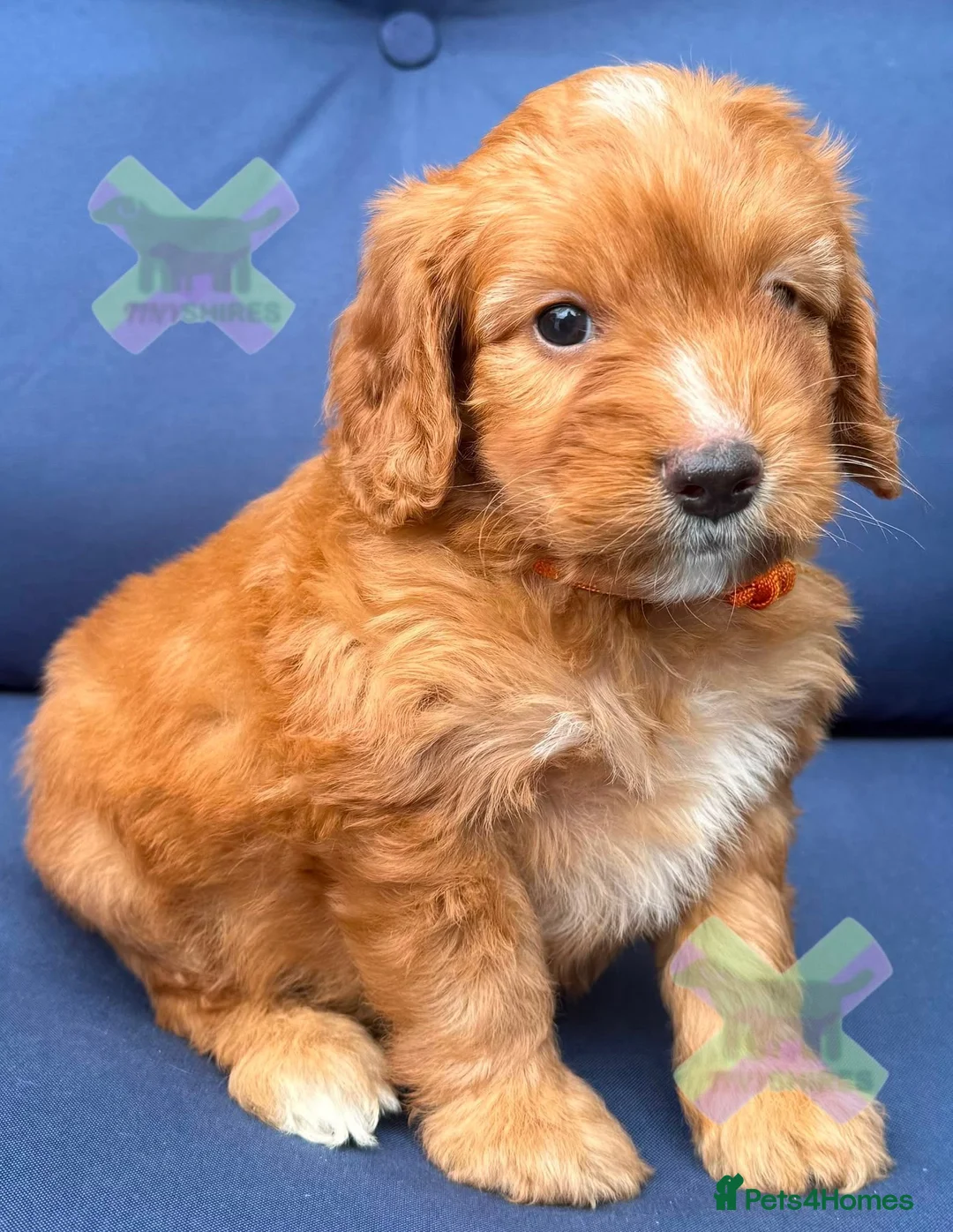 Cockapoo dogs for sale: F1 Apricots and fox reds mini cockapoos 30 dna clr - Advert 13