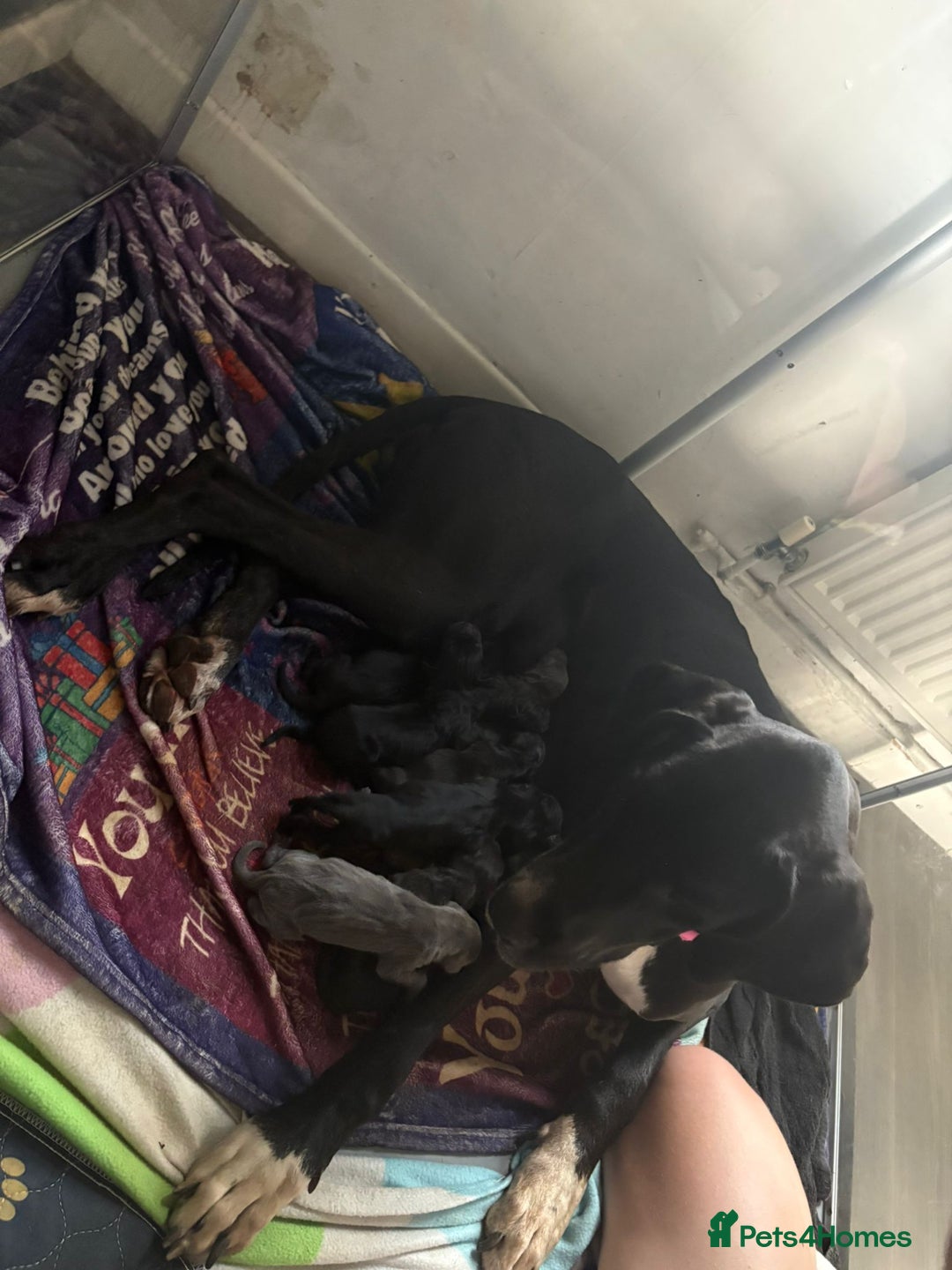 Great Dane dogs for sale: Great dane  - Image 10