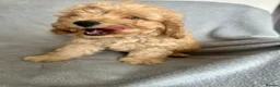Cavapoo dogs for sale: REDUCED PRICE 😊 READY NOW 😊🐶 3 Cavapoo puppies  - Advert 11
