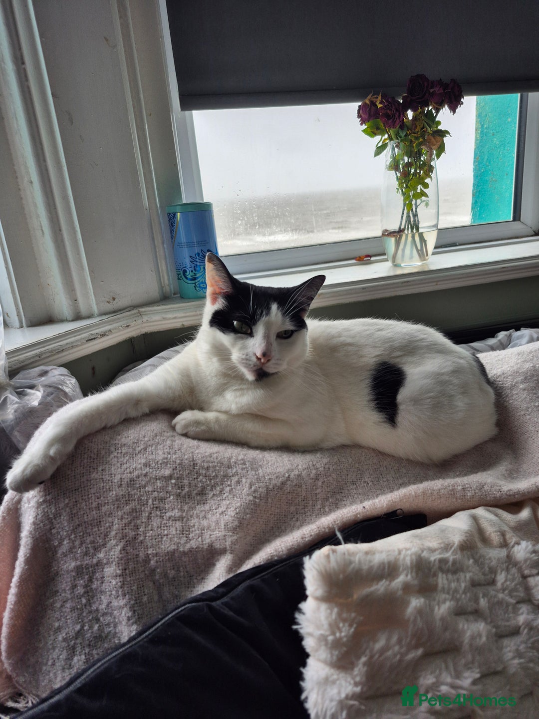 Mixed Breed cats for sale: 4 yr old loving girl - Advert 3