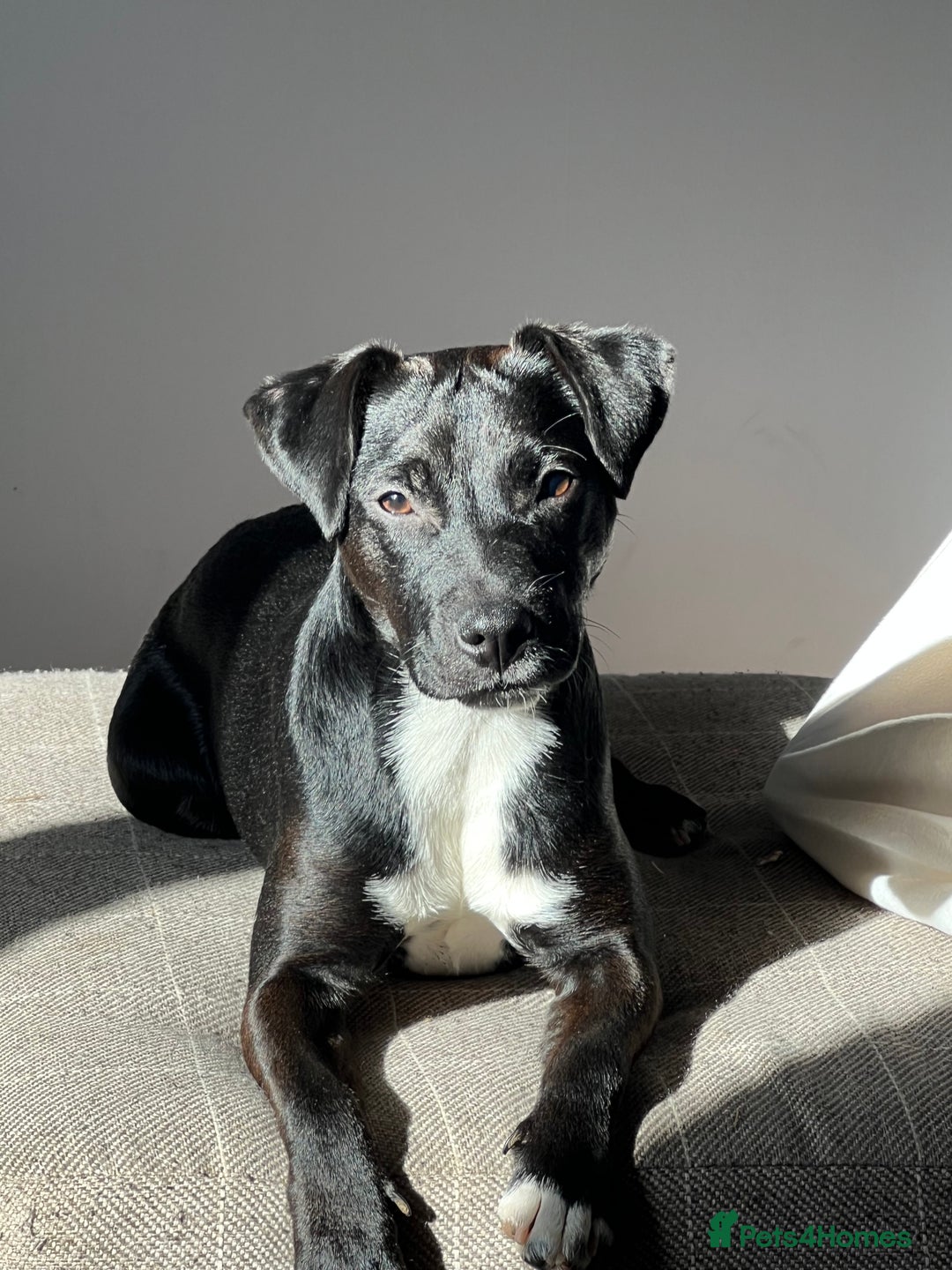 Mixed Breed dogs for sale: Terrier Puppies - Image 5