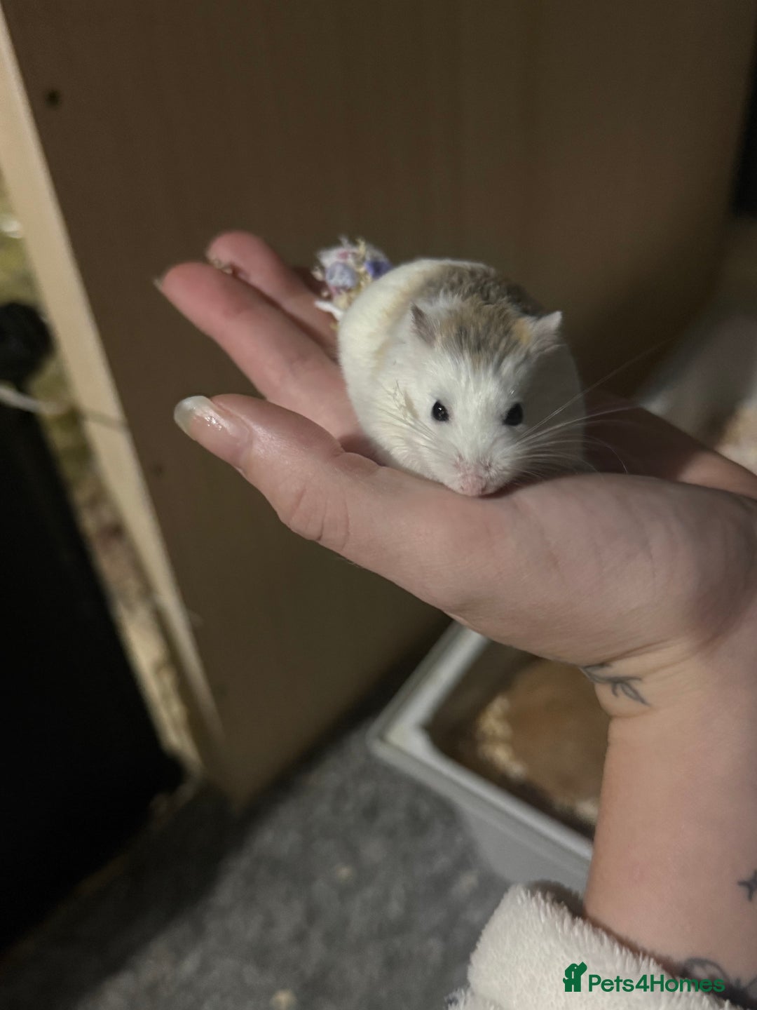 Hamster rodents for sale: Roborovski dwarf hamster - Advert 1