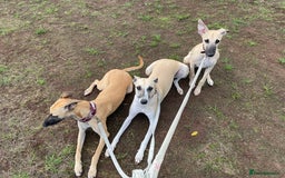 Whippet dogs for sale: 💛 Beautiful Whippet Puppy for His Forever Home ❤️ - Image 4