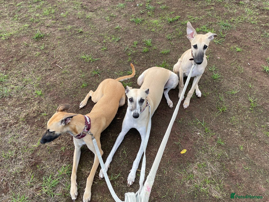 Whippet dogs for sale: 💛 Beautiful Whippet Puppy for His Forever Home ❤️ - Image 4