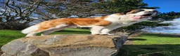 Saint Bernard dogs for stud: Saint Bernard Stud KC registered  in Stanley - Advert 7