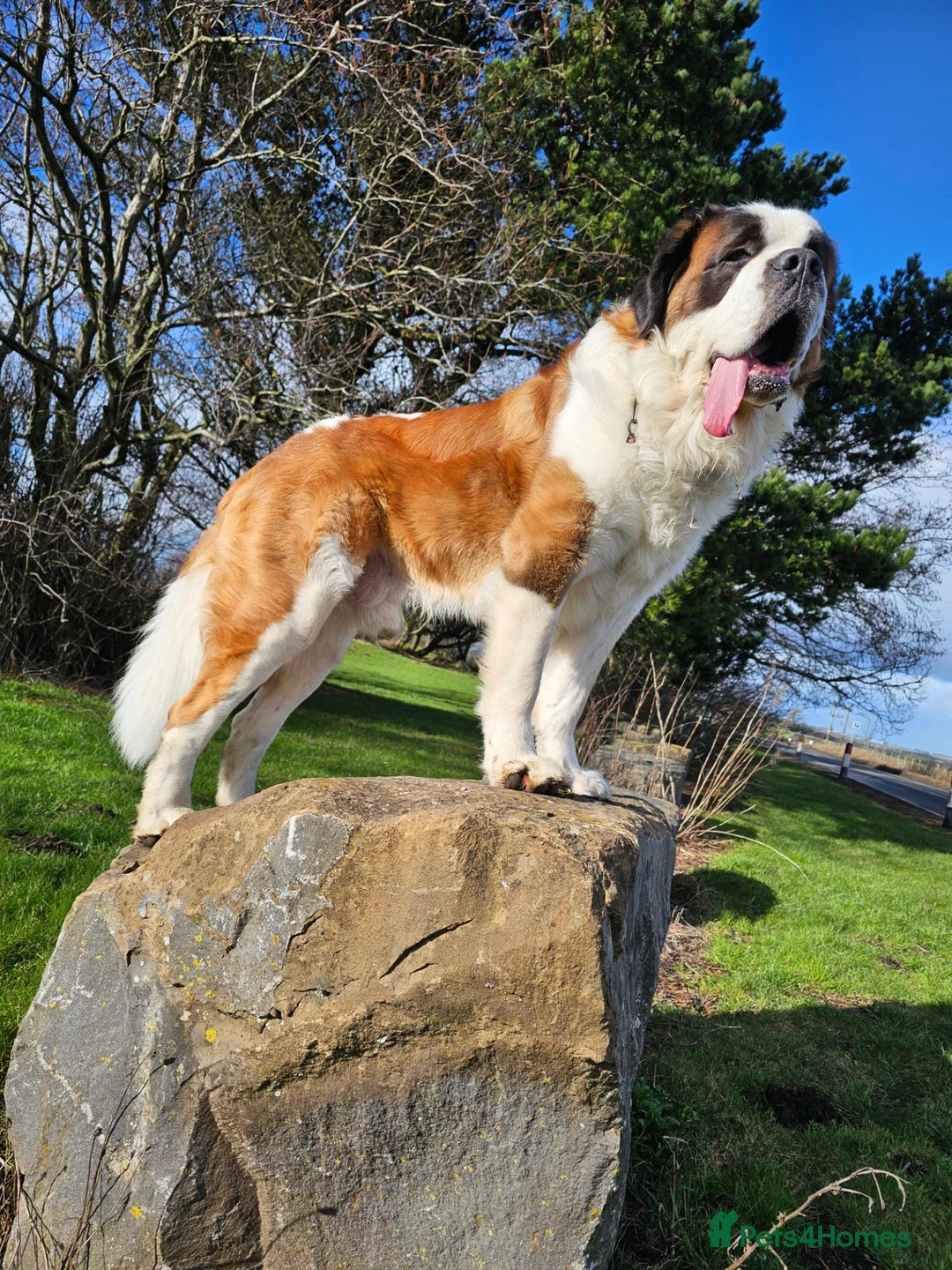 Saint Bernard dogs for stud: Saint Bernard Stud KC registered  in Stanley - Advert 7