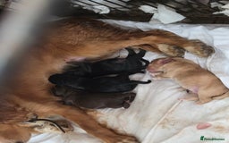 Cocker Spaniel dogs for sale: 6 week old cocker spaniel puppies  - Image 9