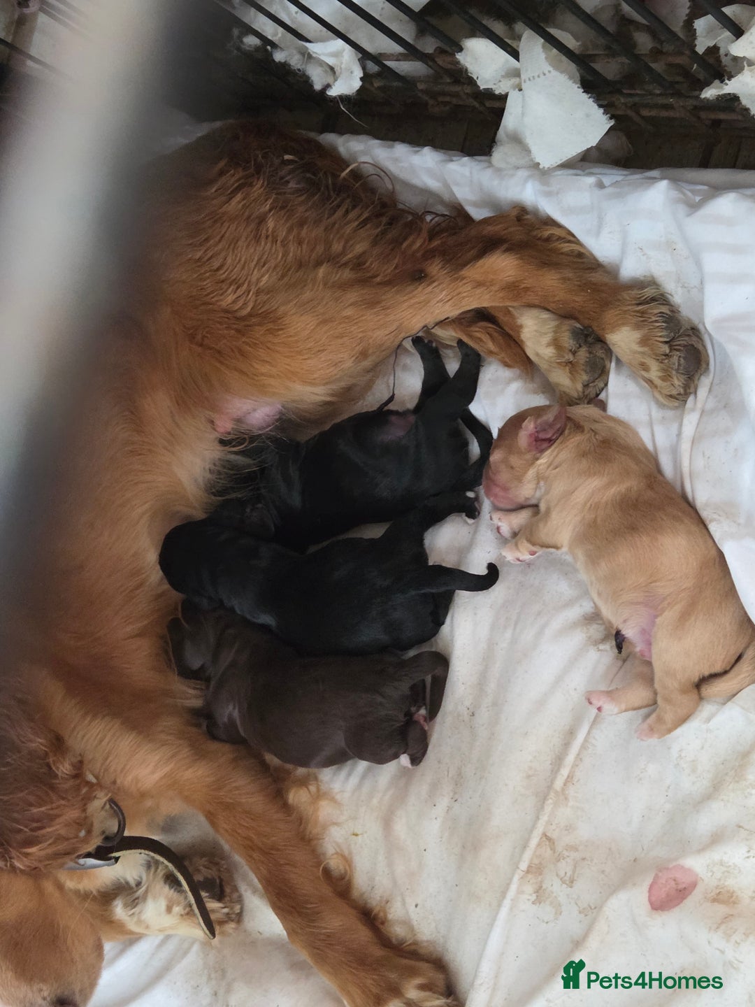 Cocker Spaniel dogs for sale: 6 week old cocker spaniel puppies  - Image 9
