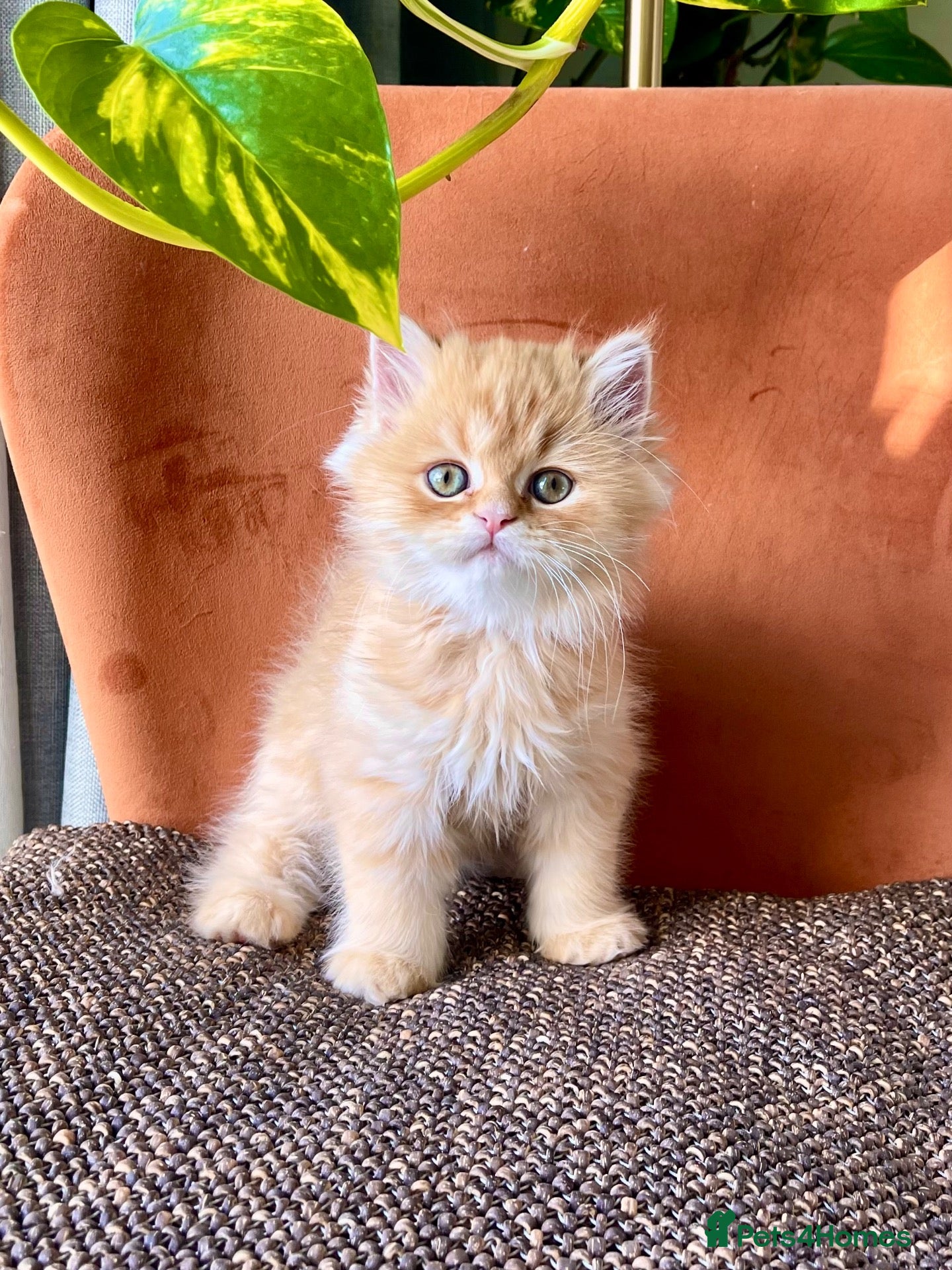 Persian cats 1 adorable Persian exotic kitten left - Advert 1