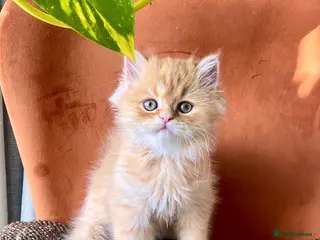 Persian cats 1 adorable Persian exotic kitten left - Advert 1