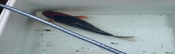 Koi Carp fish for sale: 3 Koi Carps with Blagdon Affinity Corner Grand - Advert 8