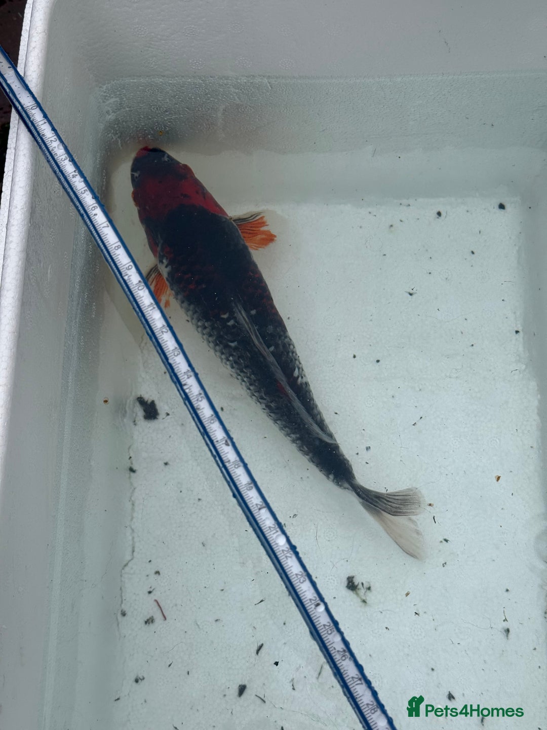 Koi Carp fish for sale: 3 Koi Carps with Blagdon Affinity Corner Grand - Advert 8