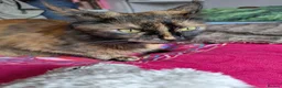 Maine Coon cats for sale: Maine coon kittens ready for new homes  in Carlisle - Advert 10