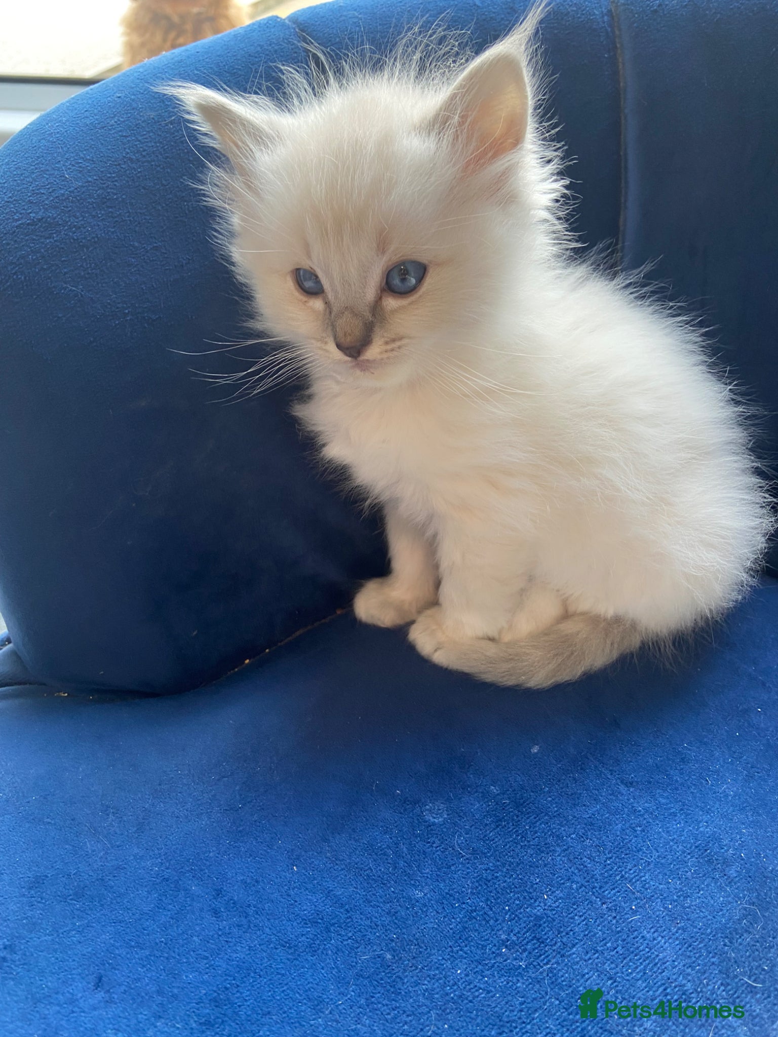 Ragdoll cats Adorable Lilac point Ragdoll kittens - Advert 4