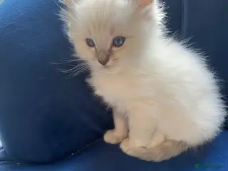 Ragdoll cats Adorable Lilac point Ragdoll kittens - Advert 4