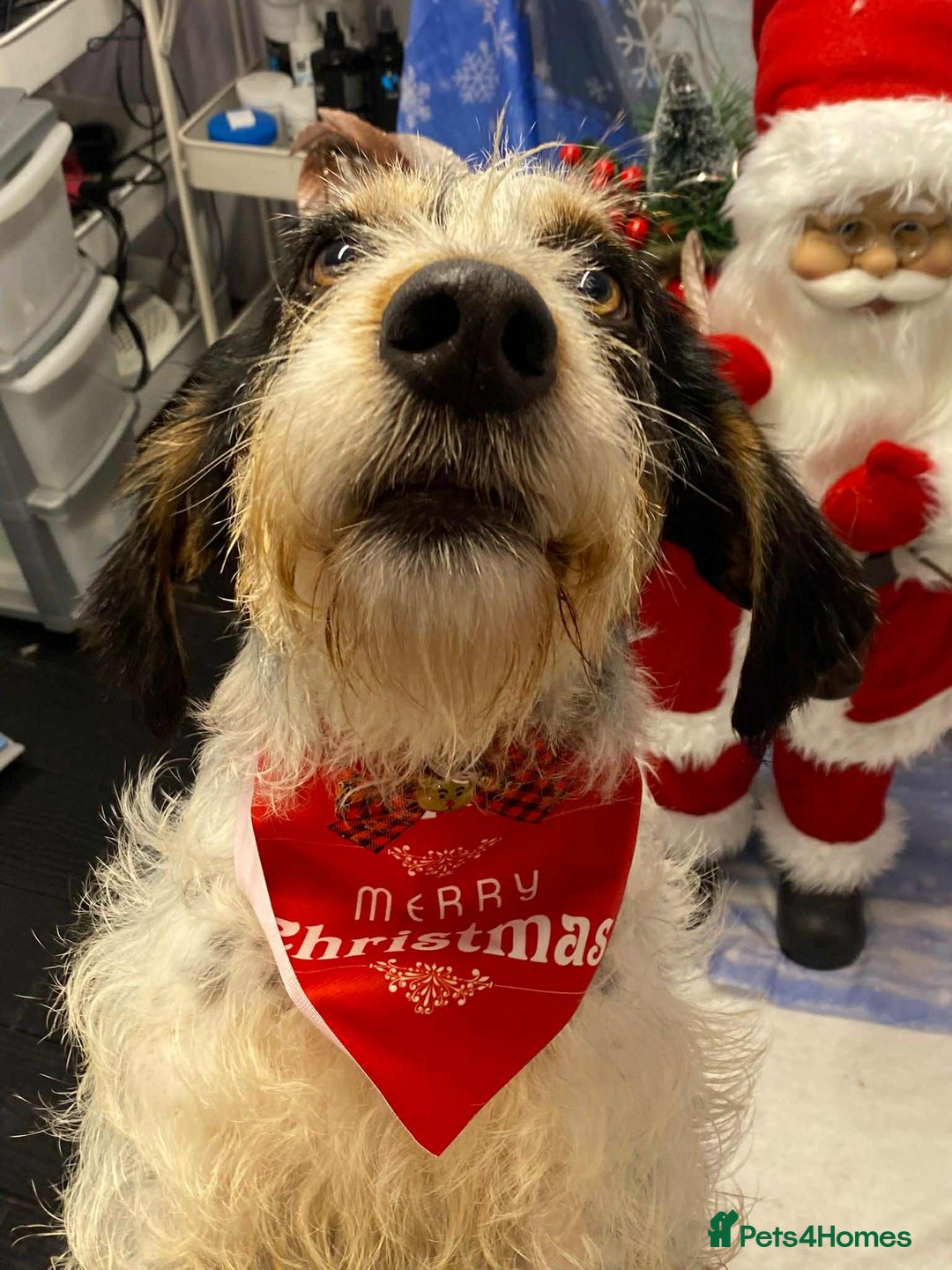 Mixed Breed dogs for adoption: Chispa - cheeky Griffon X for adoption - Advert 2