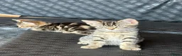 Mixed Breed cats for sale: 3 lovely female kittens - Advert 13