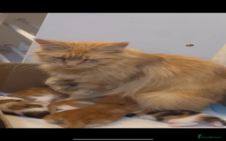 Maine Coon cats for sale: Mainecoon cross kitrens - Image 6