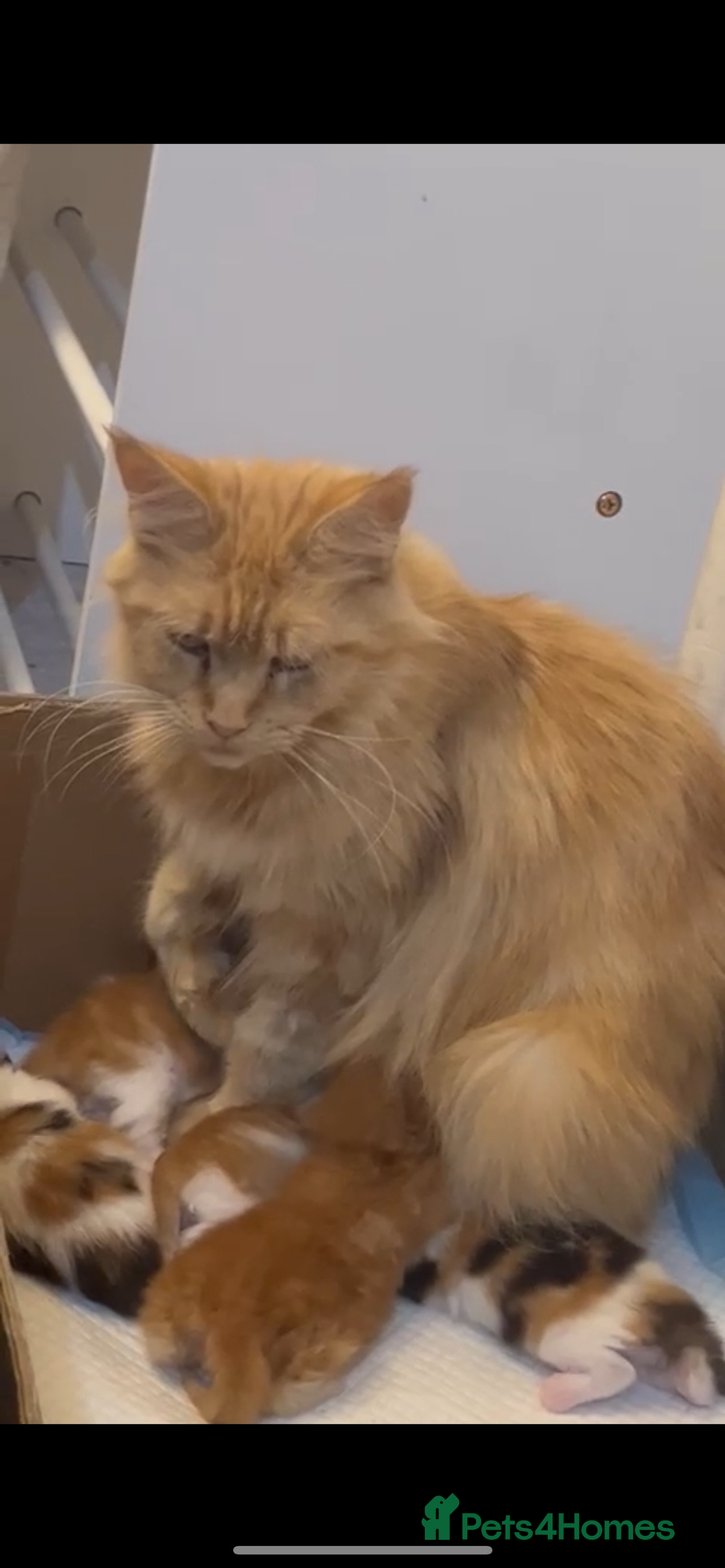 Maine Coon cats for sale: Mainecoon cross kitrens - Image 6