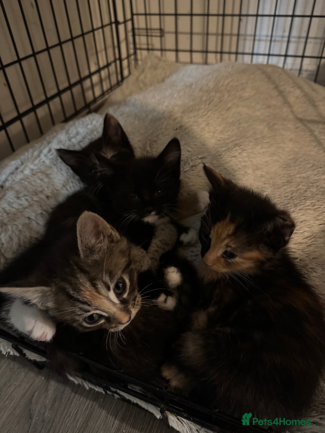 Mixed Breed cats for sale: Kittens ready now  - Image 5