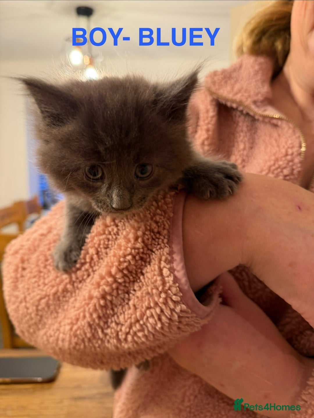 Maine Coon cats for sale: MAINE COON X’S, READY 29TH DECEMBER  - Advert 5