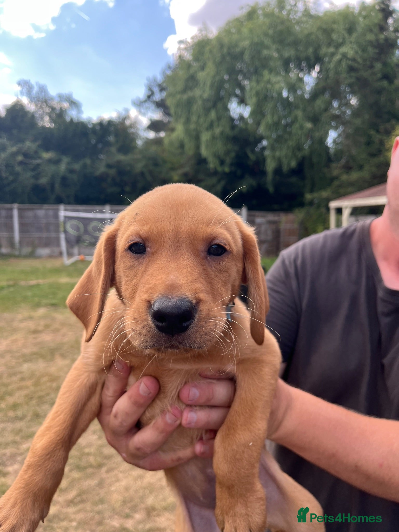 Labrador Retriever dogs KC Reg. Working Labrador Puppies ready to go - Advert 1