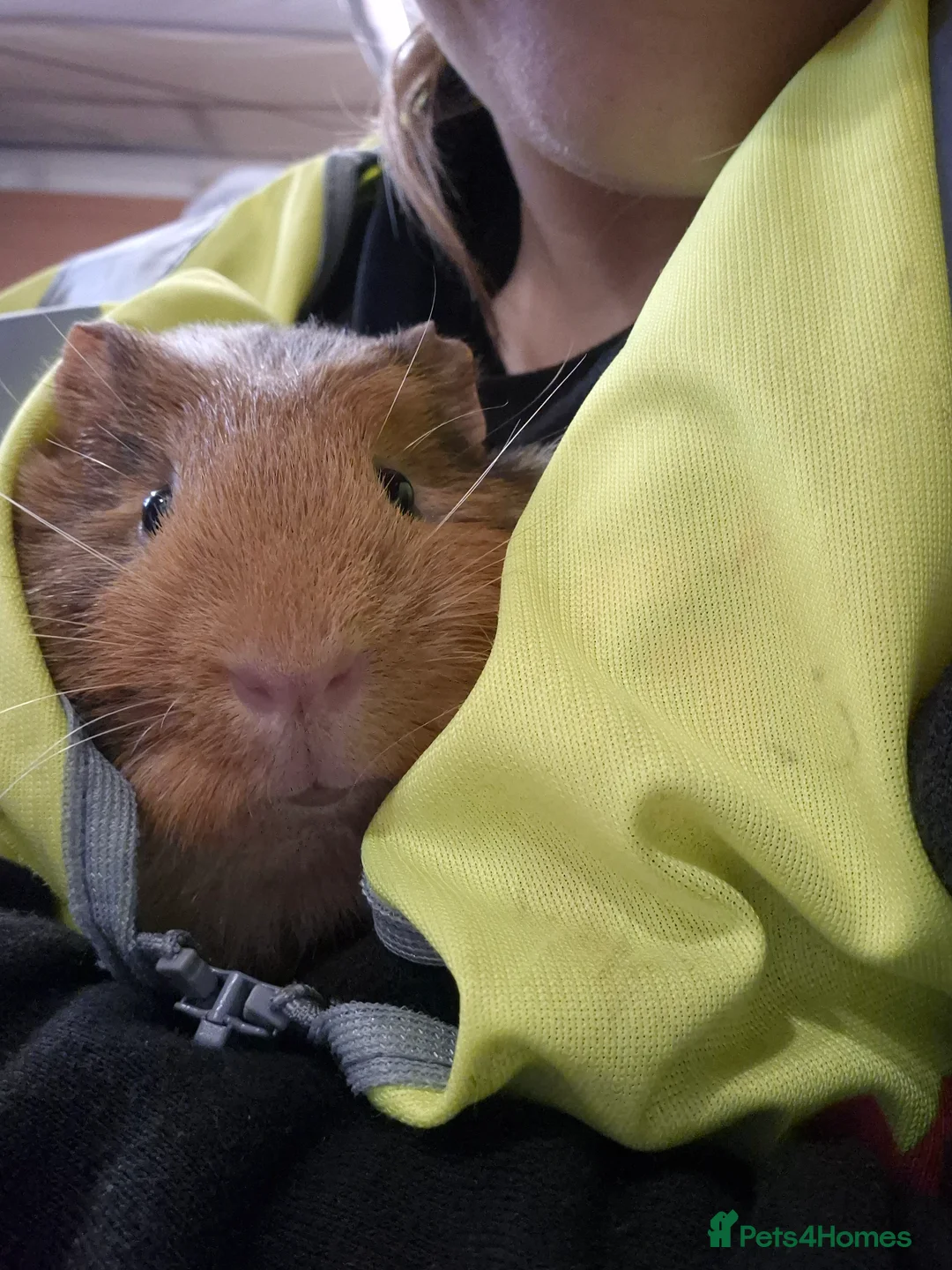 Guinea Pig rodents for sale: 5 beautiful male guniapigs  in Basingstoke - Advert 1