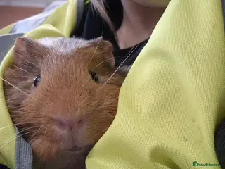 Guinea Pig rodents 5 beautiful male guniapigs in Basingstoke - Advert 10