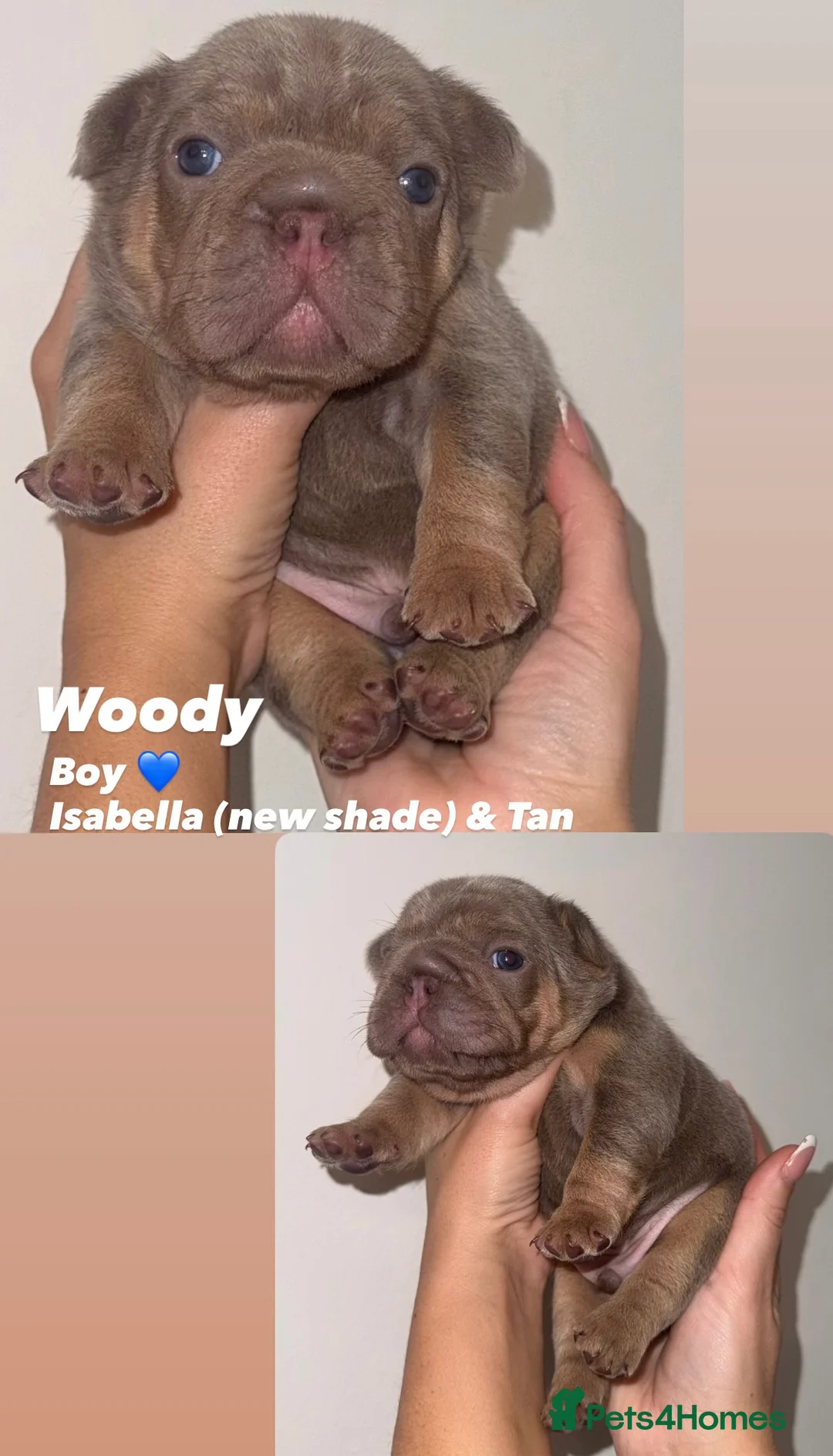 French Bulldog dogs for sale: French bulldog puppies - Advert 5