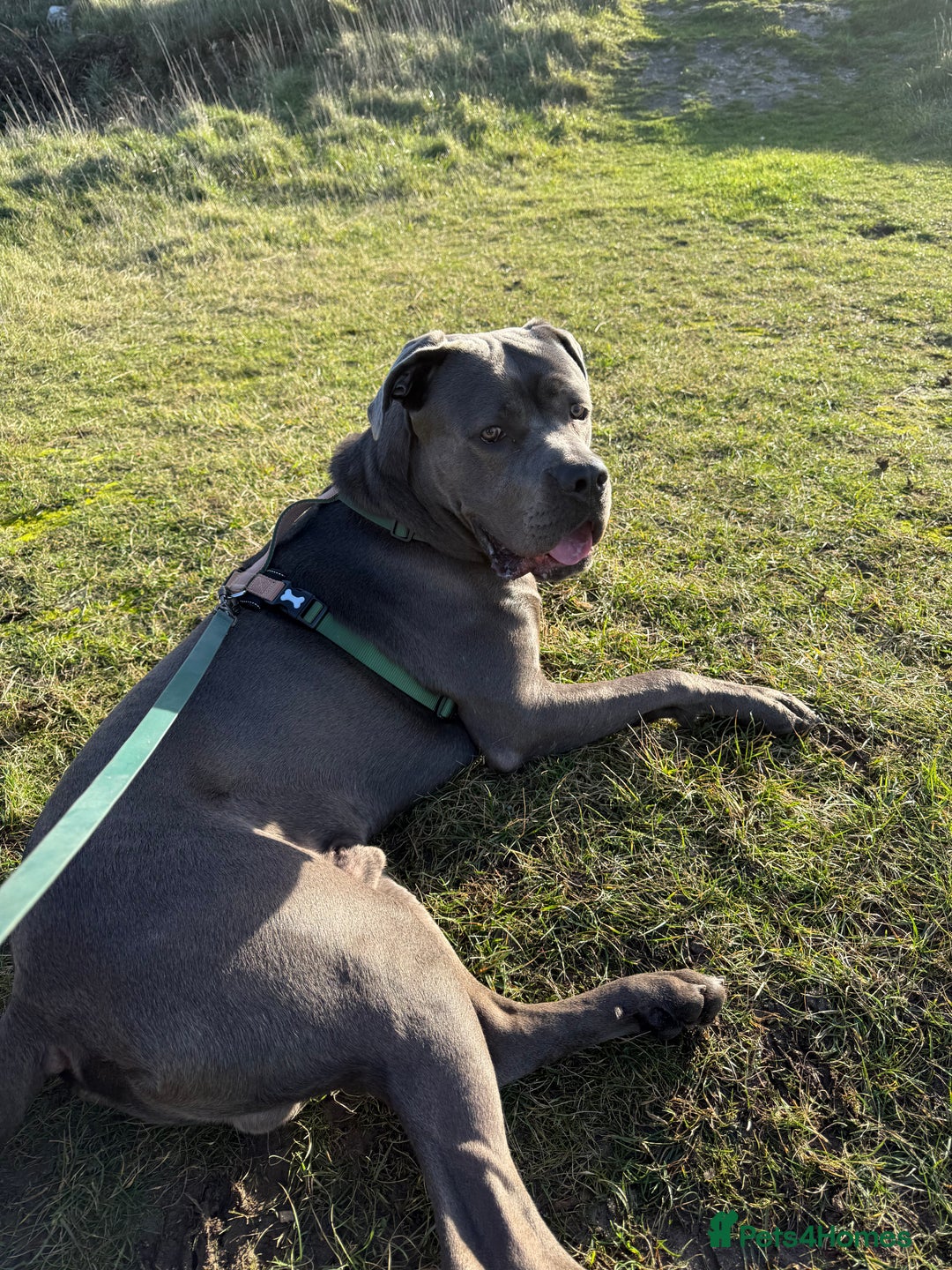 Cane Corso dogs for sale: Cane corso - Advert 2