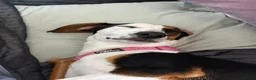 Mixed Breed dogs for sale: Whippet Cross - Bite History in Dagenham - Advert 4