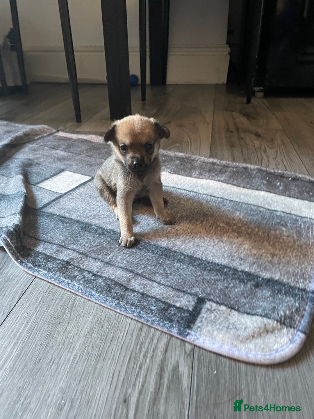 Miniature Pinscher dogs for sale: Miniature pinscher puppys - Advert 12